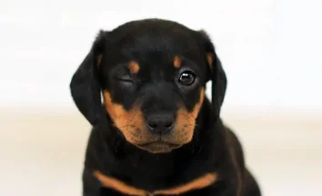 Contributi fino a 200 euro a chi adotta un cane o un gatto